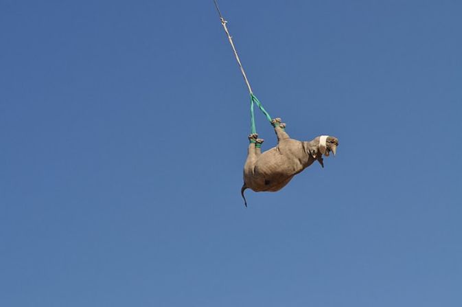 To move critically endangered black rhinos away from poaching hotspots, conservationists sometimes airlift them upside down. While it might look uncomfortable, a <a href="index.php?page=&url=https%3A%2F%2Fmeridian.allenpress.com%2Fjwd%2Farticle-abstract%2Fdoi%2F10.7589%2F2019-08-202%2F451340%2FTHE-PULMONARY-AND-METABOLIC-EFFECTS-OF-SUSPENSION" target="_blank" target="_blank">recent study</a> has revealed that this practice is better for rhino health than lying them down on stretchers. <br /><strong>Scroll through the gallery to learn more about upside-down rhino translocation.</strong>