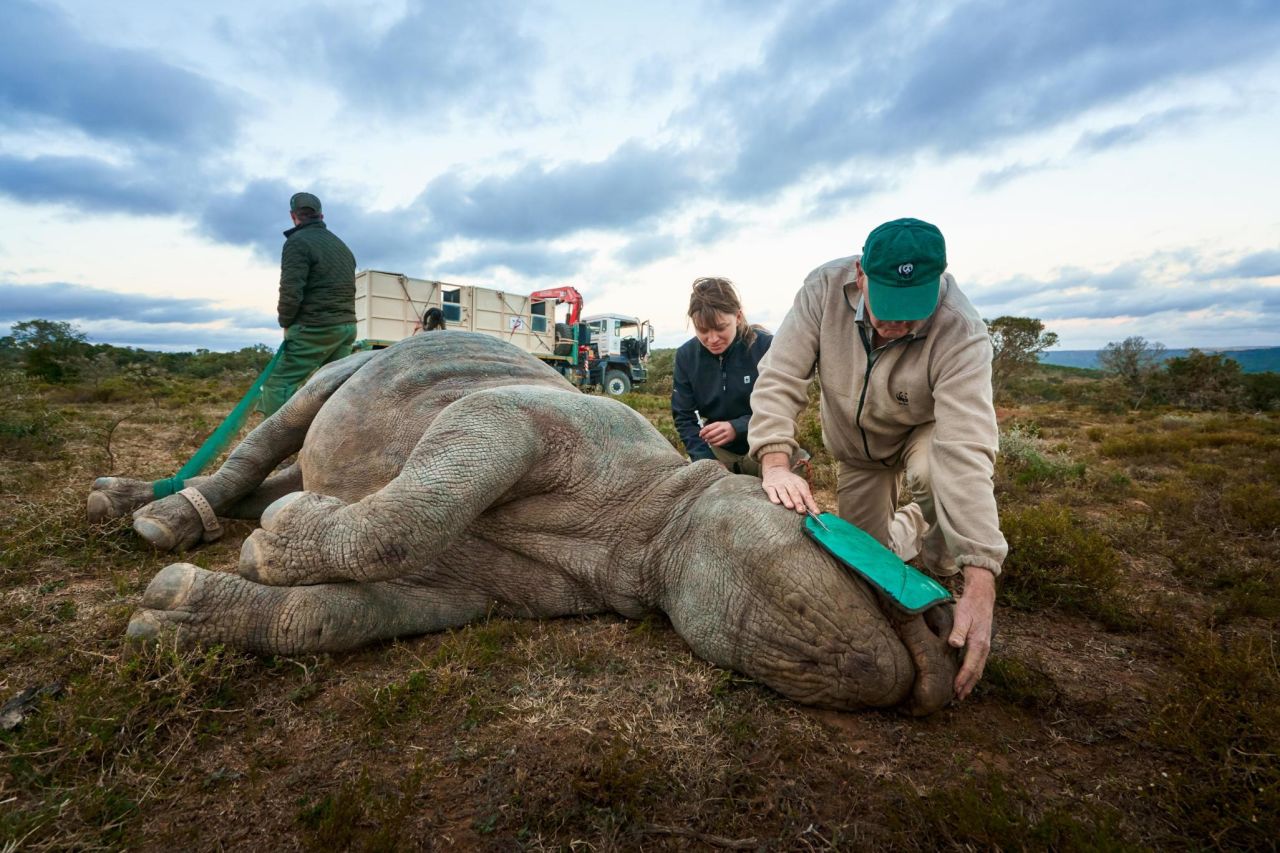 While only one airlift translocation has taken place in Namibia, conservationist Jacques Flamand (pictured, foreground) says in South Africa, a few black rhinos are airlifted each year. 