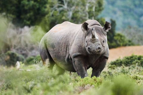 Black rhinos were nearly hunted to extinction, with numbers falling below 2,400 in the 1990s. Since then, careful conservation efforts have seen the population more than double. 