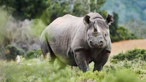 Black rhinos are critically endangered, but their numbers are recovering.