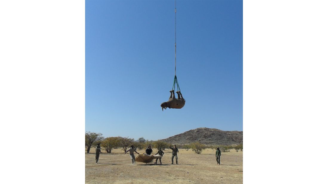 In the future, rhino expert Robin Radcliffe expects to see airlifting become more common, and says studies on the impact on blood flow and brain activity can help conservationists further refine the airlifting process. 