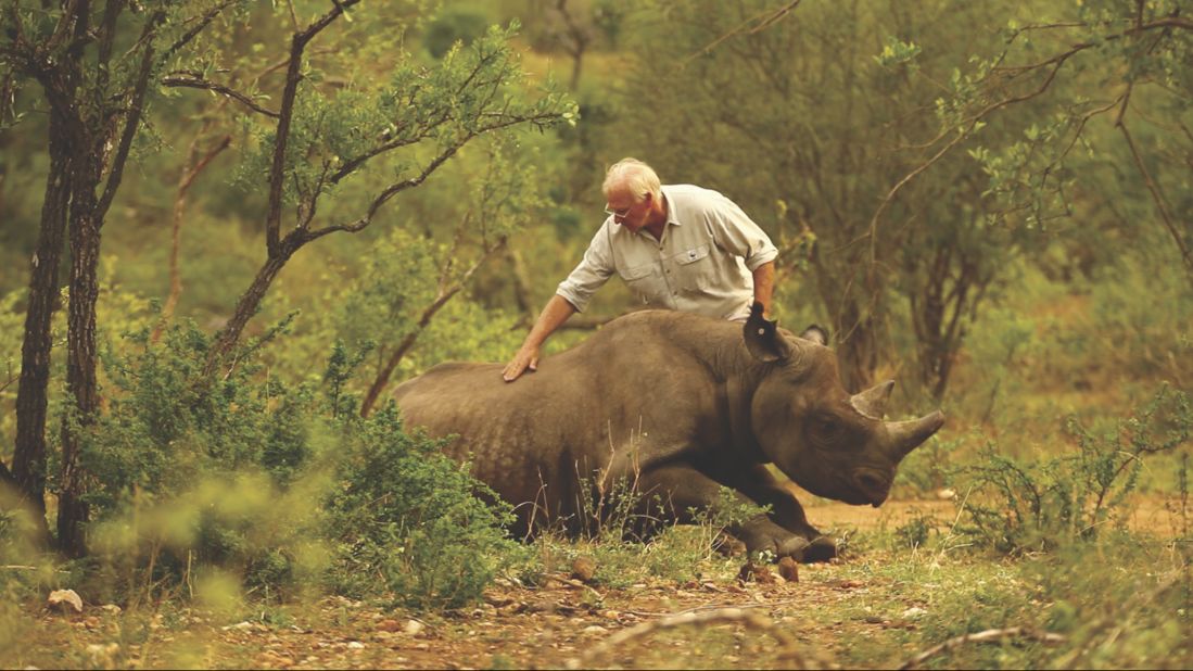 When flying by air, the rhinos are fully anaesthetized. Once the rhino lands at its new location, the animal is given a "reversal" which immediately brings it out of sedation. Jacques Flamand is pictured here administering an antidote to revive an anaesthetized rhino.