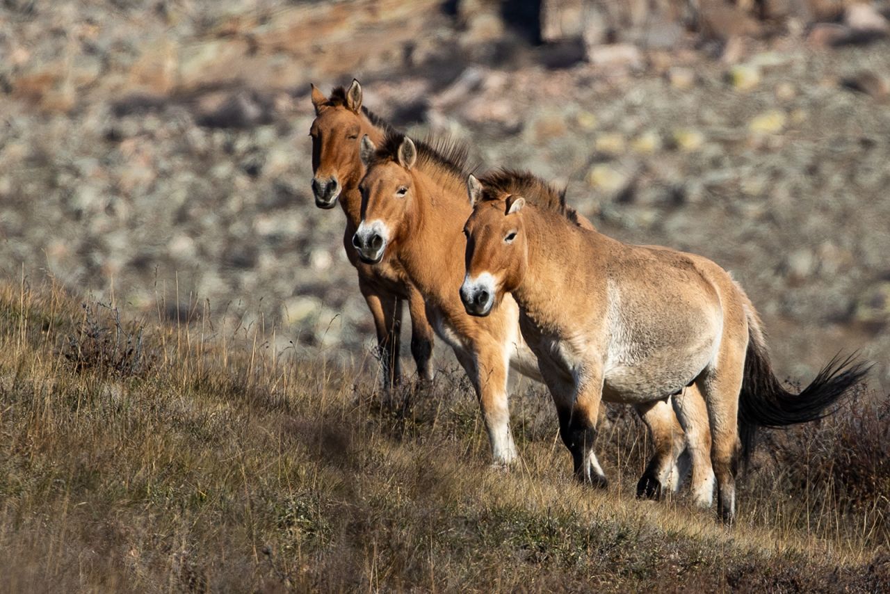 Przewalski's horse has become one of the most iconic reintroduction success stories. The free-ranging horses of Central Asia's steppes went extinct in the wild in the 1960s, but a captive breeding program in 1985 sparked hope they could be brought back. A reintroduction program was launched in <a href=