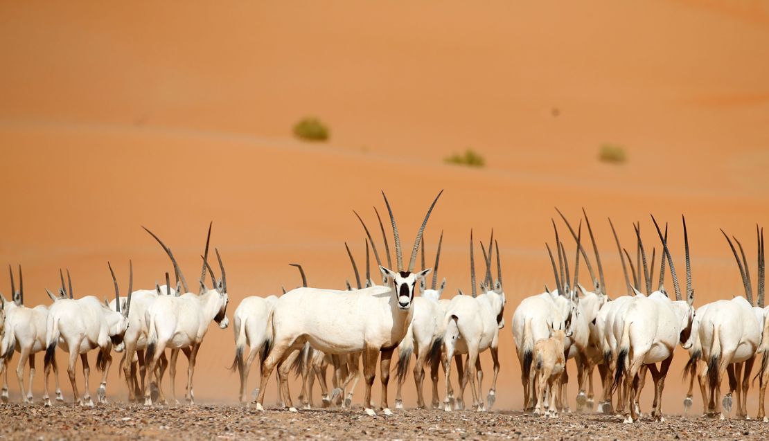 Hunted for its meat, hide and horns, the Arabian oryx disappeared from the wild in the 1970s but has since been reintroduced in Israel, Oman, Saudi Arabia, Jordan and the United Arab Emirates.