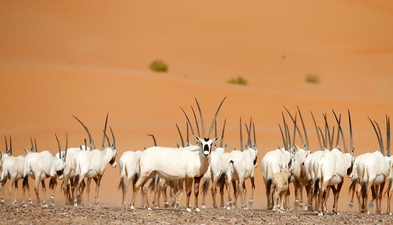 Adapted to desert life, the Arabian oryx can go long periods without water in its harsh, arid habitat. But<strong> </strong>having been hunted for its meat, hide and horns, the species disappeared from the wild in the <a href="index.php?page=&url=https%3A%2F%2Fwww.marwell.org.uk%2Fzoo%2Fexplore%2Fanimals%2F82%2Farabian-oryx" target="_blank" target="_blank">1970s</a>. Since then, it has been reintroduced in Israel, Oman, Saudi Arabia, Jordan and the United Arab Emirates. The <a href="index.php?page=&url=https%3A%2F%2Fwww.iucnredlist.org%2Fspecies%2F15569%2F50191626%23population" target="_blank" target="_blank">IUCN</a> estimates more than 1,200 Arabian oryx live in the wild, with over 6,000 in captivity, and changed its status from "endangered" to "vulnerable" in <a href="index.php?page=&url=https%3A%2F%2Ffossilrim.org%2Fanimals%2Farabian-oryx%2F" target="_blank" target="_blank">2011</a>, reflecting the success of the reintroduction programs.