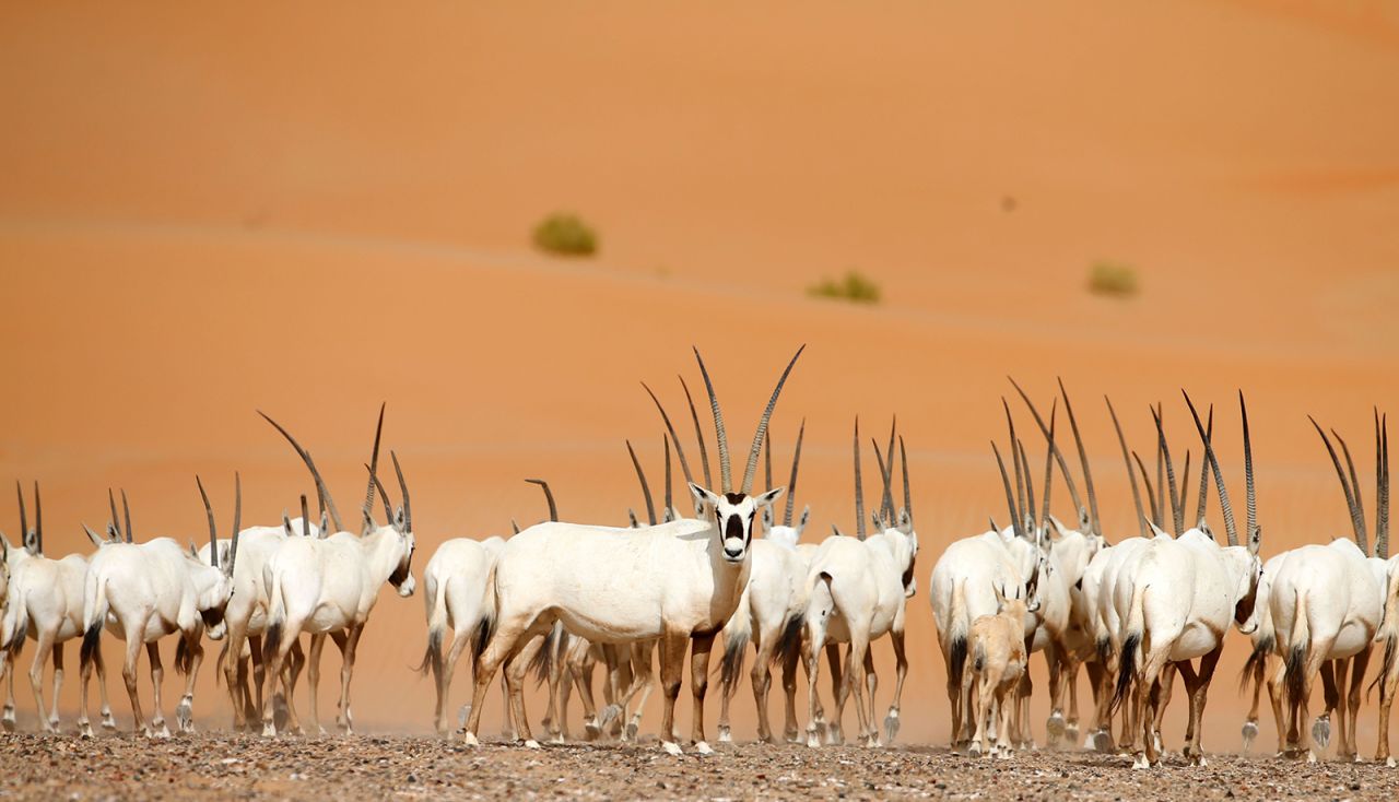 Adapted to desert life, the Arabian oryx can go long periods without water in its harsh, arid habitat. But<strong> </strong>having been hunted for its meat, hide and horns, the species disappeared from the wild in the <a href="https://www.marwell.org.uk/zoo/explore/animals/82/arabian-oryx" target="_blank" target="_blank">1970s</a>. Since then, it has been reintroduced in Israel, Oman, Saudi Arabia, Jordan and the United Arab Emirates. The <a href="https://www.iucnredlist.org/species/15569/50191626#population" target="_blank" target="_blank">IUCN</a> estimates more than 1,200 Arabian oryx live in the wild, with over 6,000 in captivity, and changed its status from "endangered" to "vulnerable" in <a href="https://fossilrim.org/animals/arabian-oryx/" target="_blank" target="_blank">2011</a>, reflecting the success of the reintroduction programs.