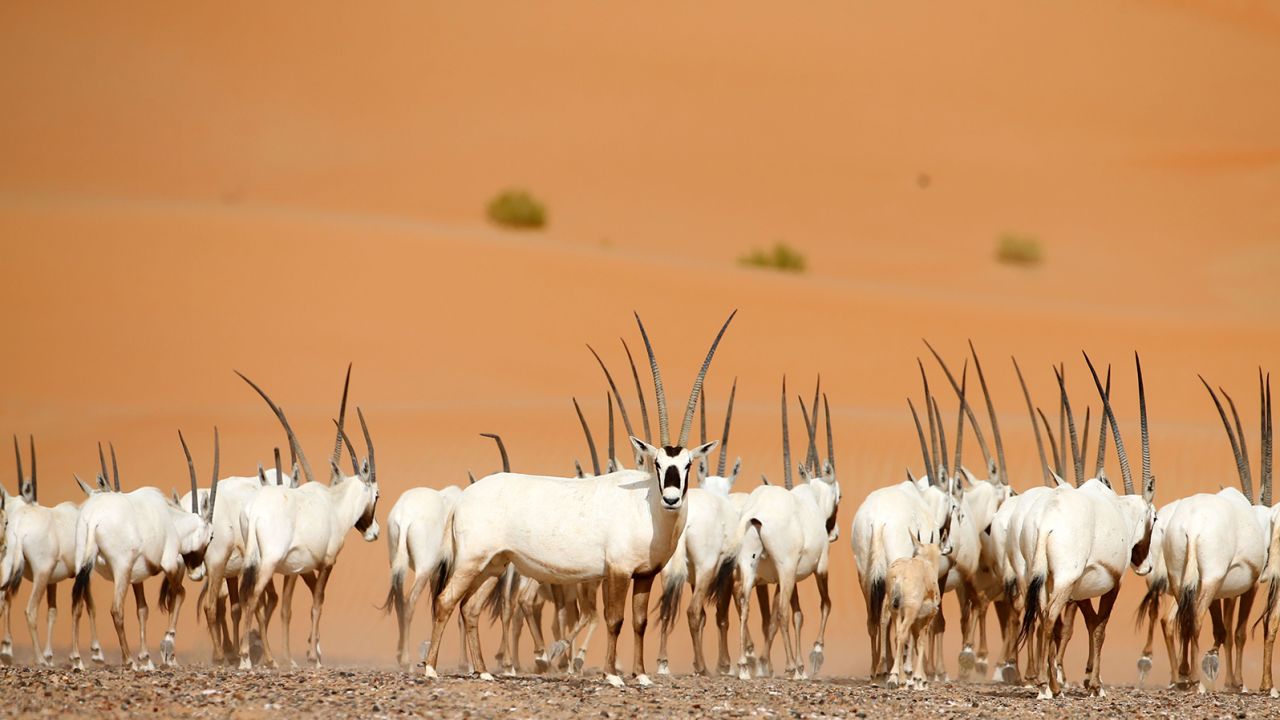 Hunted for its meat, hide and horns, the Arabian oryx disappeared from the wild in the 1970s but has since been reintroduced in Israel, Oman, Saudi Arabia, Jordan and the United Arab Emirates.