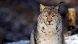 TO GO WITH AFP STORY BY LUCIE LAUTREDOU - A male Eurasian Lynx (also known as European Lynx) is pictured in the animal park of Sainte-Croix, on December 12, 2012, in Rhodes, eastern France. AFP PHOTO / JEAN-CHRISTOPHE VERHAEGEN (Photo by Jean-Christophe VERHAEGEN / AFP) (Photo by JEAN-CHRISTOPHE VERHAEGEN/AFP via Getty Images)
