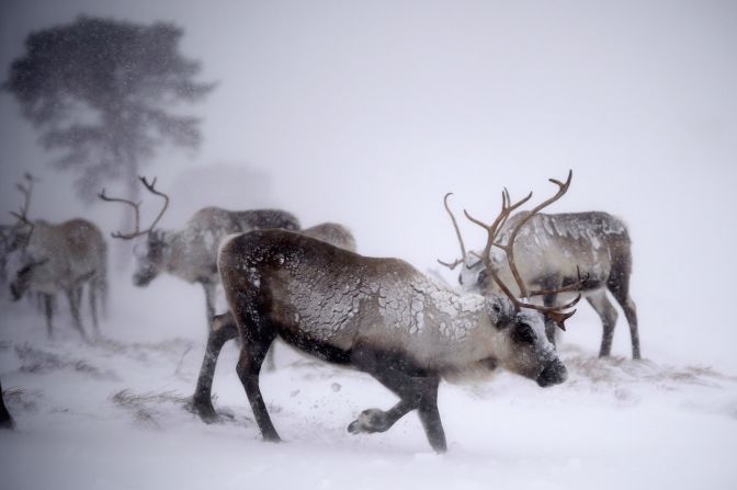 Reindeer lived in Scotland <a href="index.php?page=&url=https%3A%2F%2Fwww.nms.ac.uk%2Fexplore-our-collections%2Fstories%2Fnatural-world%2Fscotlands-native-wildlife%2F" target="_blank" target="_blank">thousands</a> of years ago, and before their recent revival, are thought to have been last seen in the 1200s. In <a href="index.php?page=&url=https%3A%2F%2Fwww.cairngormreindeer.co.uk%2Fhistory-of-the-herd%2F" target="_blank" target="_blank">1952</a>, a Sami reindeer herder, Mikel Utsi, brought a small herd from the chilly north of Sweden to the cool climate of the Cairngorm Mountains in Scotland in an unofficial reintroduction of the species. The herd has grown to 150 in recent years, but researchers are still exploring their impact on the environment.