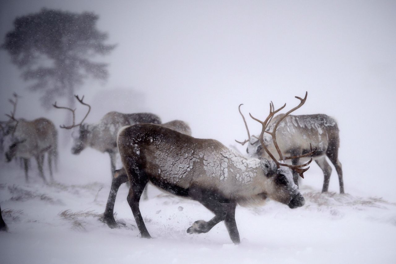 Reindeer lived in Scotland <a href="https://www.nms.ac.uk/explore-our-collections/stories/natural-world/scotlands-native-wildlife/" target="_blank" target="_blank">thousands</a> of years ago, and before their recent revival, are thought to have been last seen in the 1200s. In <a href="https://www.cairngormreindeer.co.uk/history-of-the-herd/" target="_blank" target="_blank">1952</a>, a Sami reindeer herder, Mikel Utsi, brought a small herd from the chilly north of Sweden to the cool climate of the Cairngorm Mountains in Scotland in an unofficial reintroduction of the species. The herd has grown to 150 in recent years, but researchers are still exploring their impact on the environment.