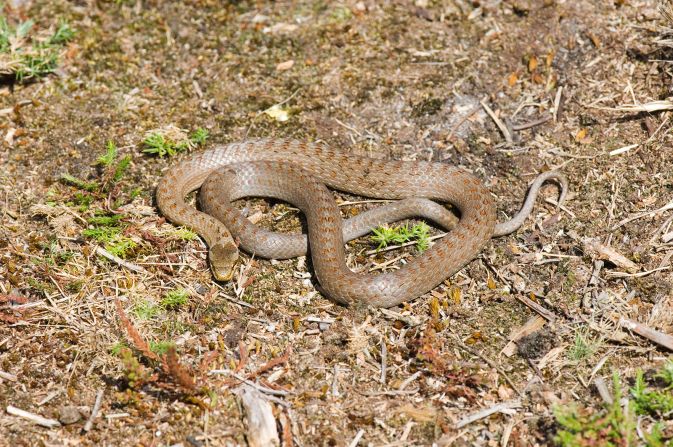 The aptly-named smooth snake used to be a fixture of the southern English countryside, but it disappeared from large areas, due to habitat loss, and became the rarest snake in the country. After a <a href="index.php?page=&url=https%3A%2F%2Fww2.rspb.org.uk%2Four-work%2Frspb-news%2Fnews%2Fdetails.aspx%3Fid%3Dtcm%3A9-223441%23" target="_blank" target="_blank">50-year absence</a>, the harmless snake was reintroduced to Devon, in the west of the country, in 2009 as part of rewilding efforts in the area. In 2019, the Amphibian and Reptile Conservation Trust received over <a href="index.php?page=&url=https%3A%2F%2Fwww.bbc.com%2Fnews%2Fuk-england-49000927" target="_blank" target="_blank">£400,000</a> for a four-year project, <a href="index.php?page=&url=https%3A%2F%2Fwww.arc-trust.org%2Fsnakes-in-the-heather" target="_blank" target="_blank">Snakes in the Heather</a>, to better understand the snake's habitat and enhance community awareness for its continued conservation.