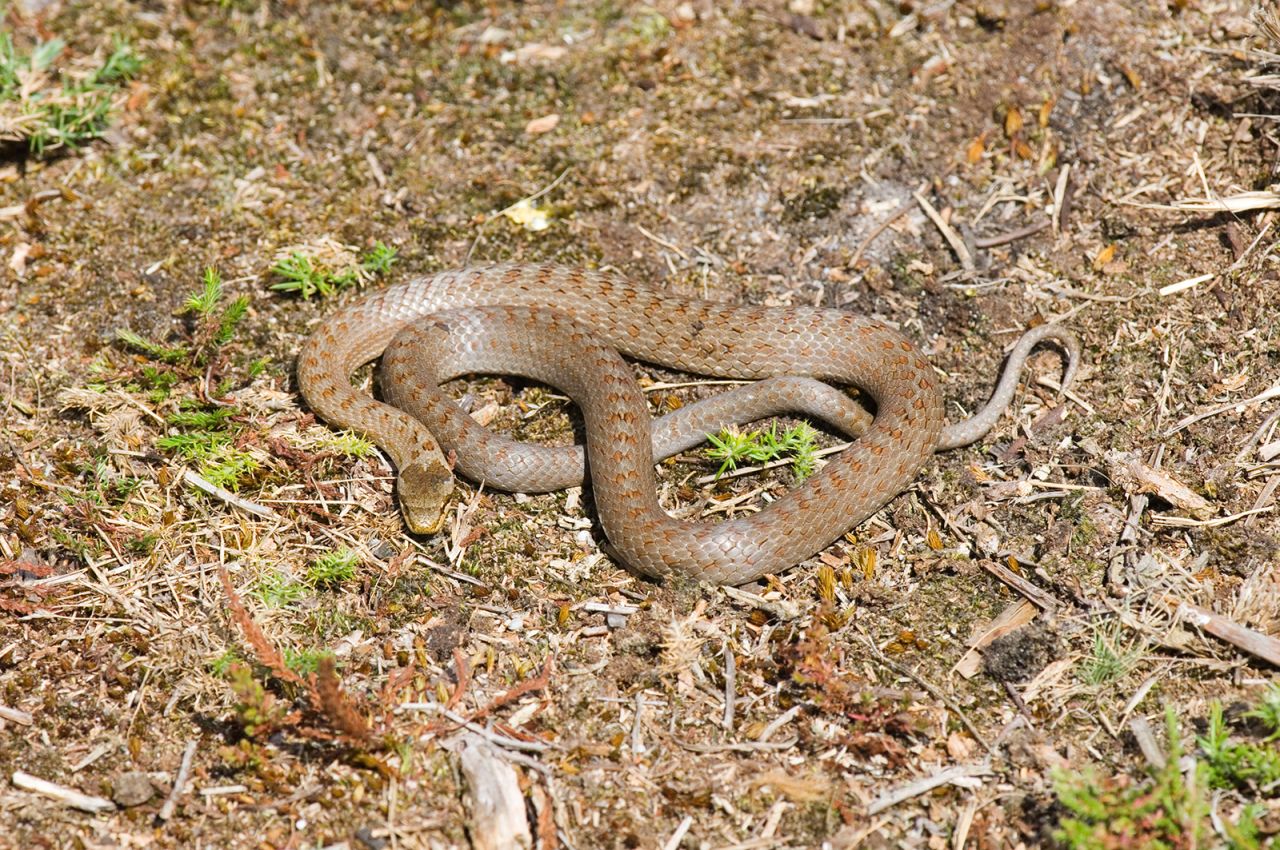 The aptly-named smooth snake used to be a fixture of the southern English countryside, but it disappeared from large areas, due to habitat loss, and became the rarest snake in the country. After a <a href=