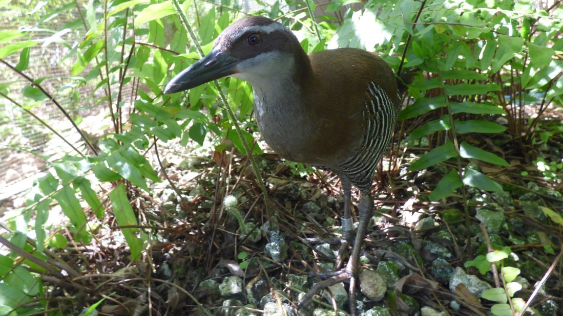 Nearly eaten to extinction by an invasive snake species in the 1970s, the critically endangered <a href="https://edition.cnn.com/2019/12/19/world/guam-rail-brought-back-from-extinction-in-wild-scn-c2e-intl-hnk/index.html" target="_blank">Guam rail </a>was given a second lease of life when conservationists rescued the last 21 birds on the western Pacific island<strong> </strong>in 1981. After an eight-year captive breeding program, they began releasing them into the wild on Rota, a small, snake-free island 30 miles northeast of Guam. Conservationists hope they can return the bird to Guam in the next few years.