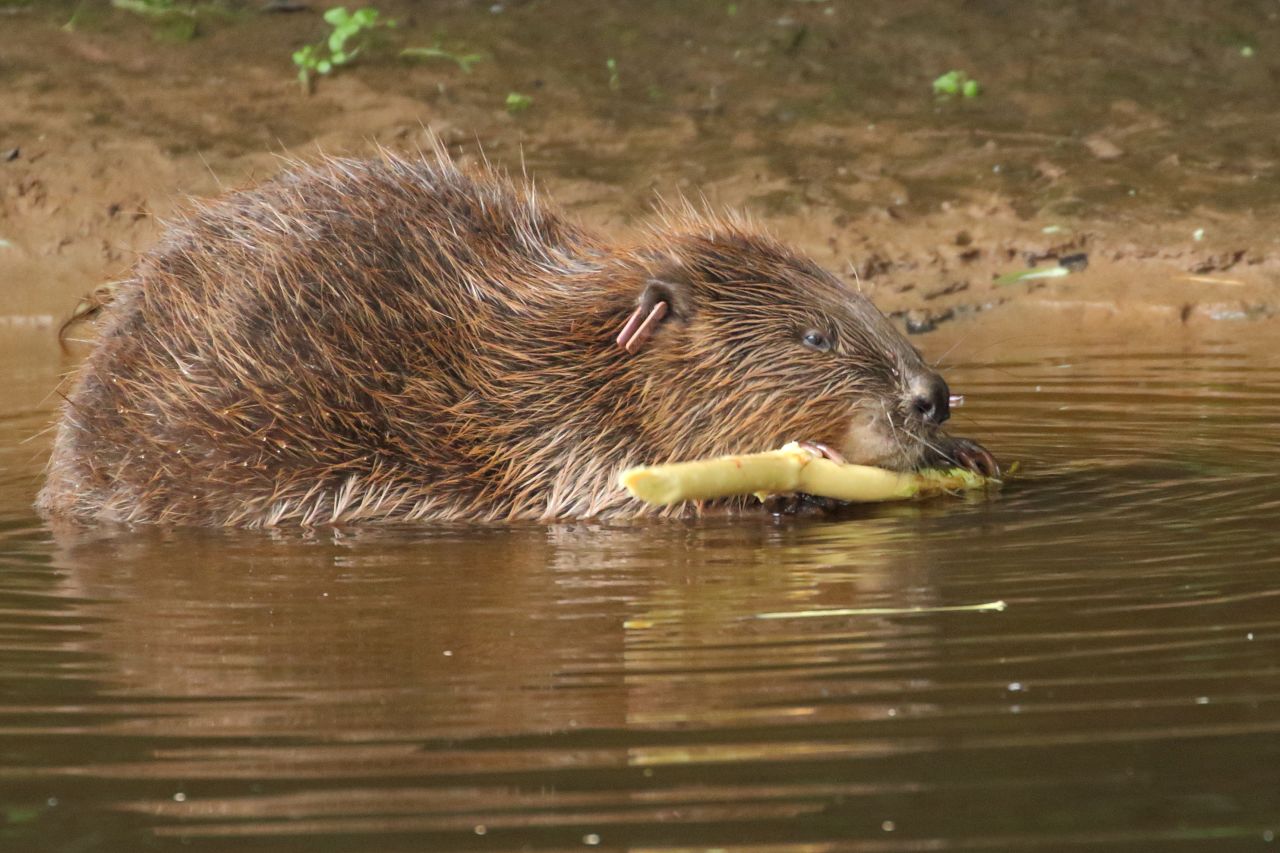 Hunted for their fur, which produces a felt that was <a href="https://humwp.ucsc.edu/cwh/feinstein/A%20brief%20history%20of%20the%20beaver%20trade.html" target="_blank" target="_blank">used extensively</a> in hat-making, beavers all but disappeared from rivers across <a href="https://ptes.org/get-informed/facts-figures/eurasian-beaver/" target="_blank" target="_blank">Europe</a> and <a href="https://defenders.org/wildlife/beaver" target="_blank" target="_blank">North America</a>. In the UK, they haven't been seen in the wild for <a href="https://edition.cnn.com/2021/03/03/europe/beavers-devon-flood-spc-cte-intl/index.html" target="_blank">400 years</a>. But the amphibious rodents play a vital role in the ecosystem, by building dams that reduce flooding by regulating water flow. The changes in water level can also help to increase fish stocks, with <a href="https://www.exeter.ac.uk/news/homepage/title_778479_en.html" target="_blank" target="_blank">one study</a> finding 37% more fish in pools made by beaver dams, compared to stretches of river with no dams. In Devon, in the west of England, a decade-long beaver reintroduction trial concluded last year, with a single pair spawning 15 family groups.