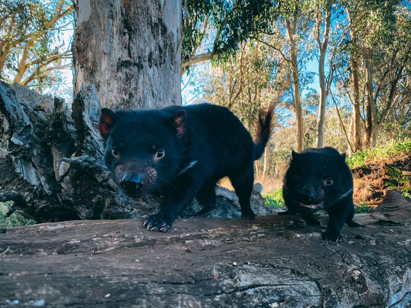 The <a href="https://edition.cnn.com/2020/10/05/australia/tasmanian-devils-mainland-australia-scli-intl-scn/index.html" target="_blank">Tasmanian devil</a> hasn't always been restricted to Tasmania. Around 3,000 years ago, the cute marsupials once roamed across Australia but were forced out when dingoes arrived. Their numbers were further decimated by Devil Facial Tumor Disease (DFTD), a contagious form of cancer that killed 90% of the remaining population. In 2020, the creatures were reintroduced to a wildlife sanctuary in New South Wales in Australia, helping to expand the animal's population beyond its namesake island and  control feral cat and fox numbers.