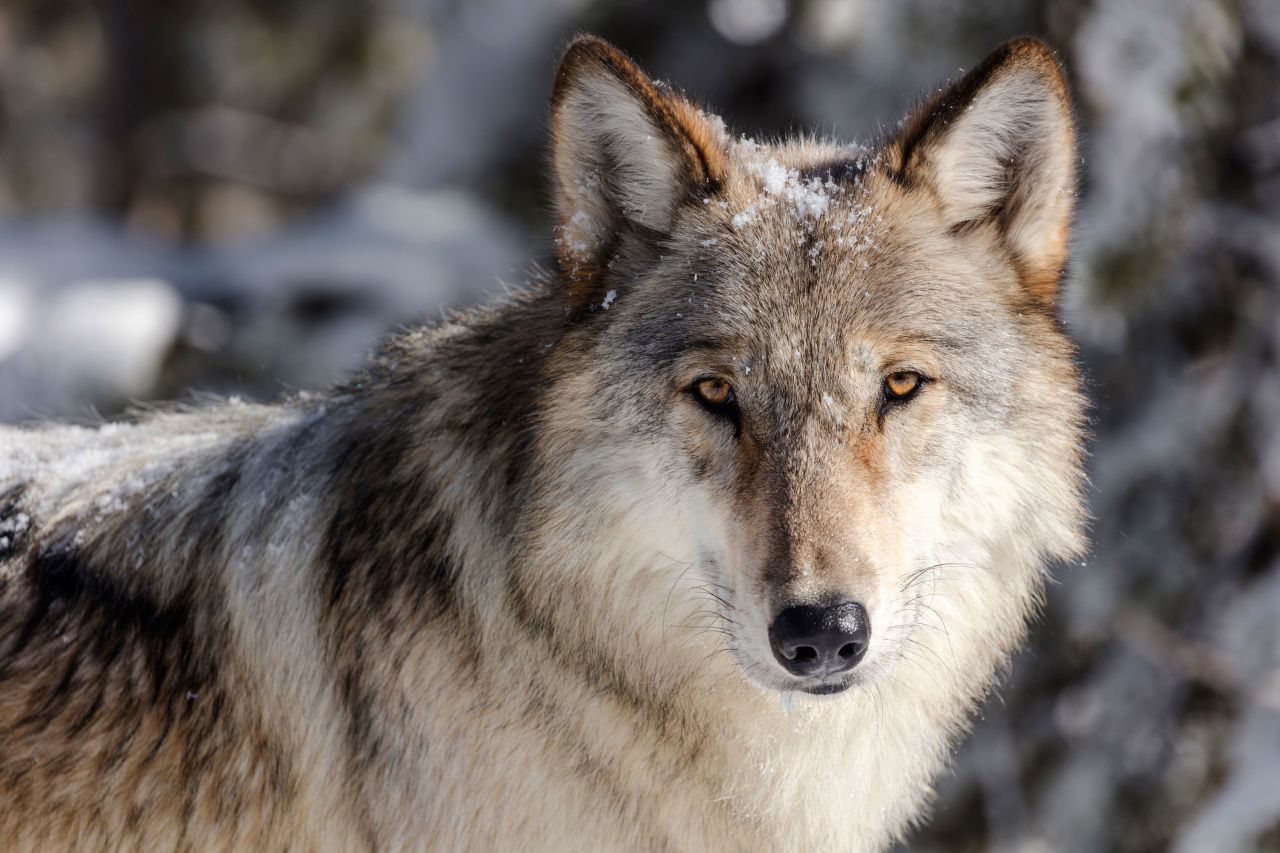 Between 1995 and 1997, <a href="https://www.nps.gov/yell/learn/nature/wolves.htm" target="_blank" target="_blank">41 gray wolves</a> were reintroduced to Yellowstone National Park. Their 70-year absence had a huge knock-on effect across the park's <a href="https://earthjustice.org/features/infographic-wolves-keep-yellowstone-in-the-balance" target="_blank" target="_blank">ecosystem</a>: the elk population expanded unchecked, overgrazing on willow and aspen trees, and in turn, beavers had no food or shelter, and almost disappeared from the park too. As of January 2020, there were at least <a href="https://www.nps.gov/yell/learn/nature/wolves.htm" target="_blank" target="_blank">94</a> wolves in the park, and more than 500 in the greater area, but the program has struggled to manage the population beyond the park's borders. There continues to be <a href="https://www.sierraclub.org/sierra/wyoming-waging-war-wolves" target="_blank" target="_blank">opposition from ranchers</a> over concerns for livestock, despite the fact that only <a href="https://www.aphis.usda.gov/animal_health/nahms/general/downloads/cattle_calves_deathloss_2015.pdf" target="_blank" target="_blank">2%</a> of adult cattle deaths in 2015 were caused by predators, and of those only 4.9% involved wolves -- less than half the number of cattle killed by dogs. Wolves beyond the boundary of the park are offered little to no protection: in Wyoming, wolves can be hunted freely across <a href="https://wildlife.org/wolf-hunting-restarts-in-wyoming/" target="_blank" target="_blank">85%</a> of the state.