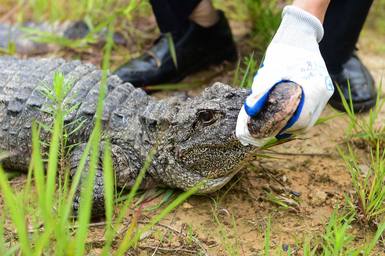 Once widespread across the Yangtze River basin, the Chinese alligator's numbers declined drastically as much of their habitat was converted to rice fields. In <a href="https://china.wcs.org/Wildlife/Chinese-Alligator.aspx" target="_blank" target="_blank">1999</a>, a survey found around 100 animals in the wild at just 10 locations, but in <a href="https://www.iucncsg.org/365_docs/attachments/protarea/02_A-aae9ca58.pdf" target="_blank" target="_blank">2001</a>, captive breeding and reintroduction programs started returning small numbers of the reptiles to protected areas. In 2019, a further release of <a href="https://news.cgtn.com/news/3d3d774e3441544d35457a6333566d54/index.html" target="_blank" target="_blank">120</a> alligators more than doubled the wild population.