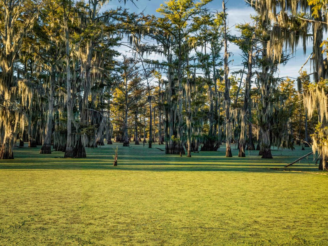A cypress swamp in the Mississippi Delta.