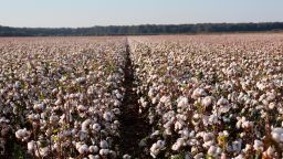 A Mississippi Delta cotton field.