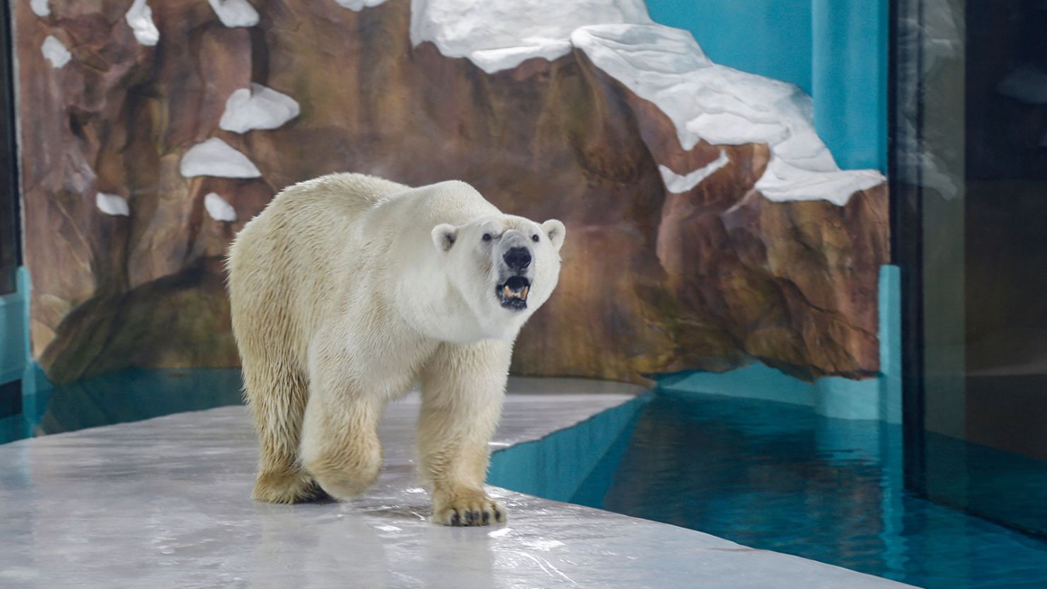 A polar bear is seen inside an enclosure at a newly-opened hotel, which allows guests views of the animals - listed as a vulnerable species by the International Union for Conservation of Nature (IUCN) - from rooms on the premises in Harbin, northeastern China's Heilongjiang province, on March 12, 2021. - China OUT (Photo by STR / AFP) / China OUT (Photo by STR/AFP via Getty Images)