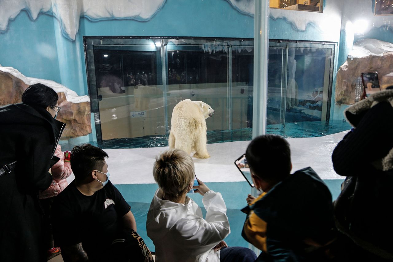 People take photos of a polar bear inside an enclosure at a newly-opened hotel in Harbin.