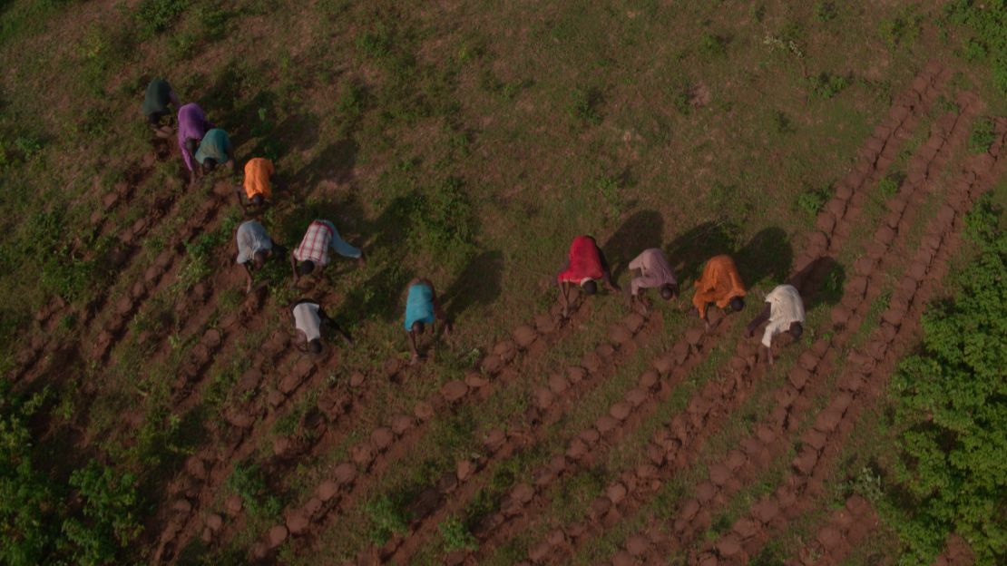 Rather than a physical wall, the initiative aims to create a mosaic of trees, shrubs and grasses that will stretch across the entire continent. 