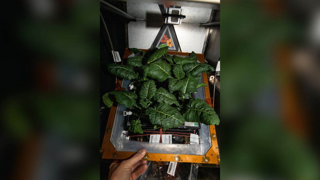 Amara mustard plants are currently being grown on the space station.