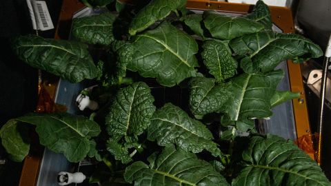 Amara mustard plants are currently being grown on the space station.