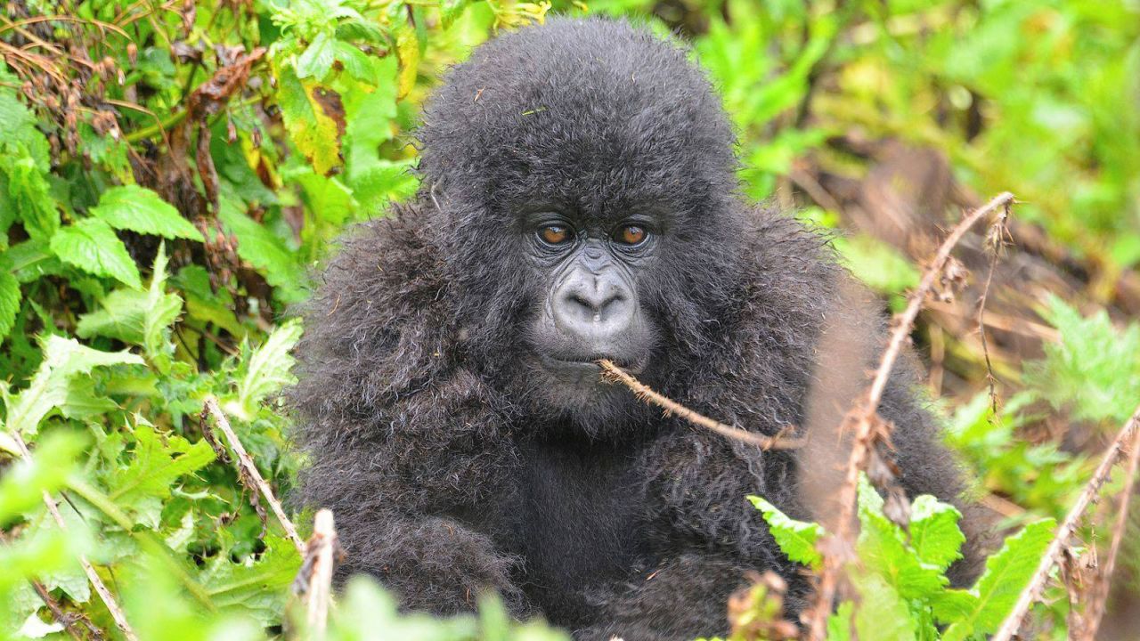 Redditors kicked off an impromptu donation drive for a gorilla conservation organization after a member of WallStreetBets "adopted" this baby gorilla, Urungano, over the weekend.