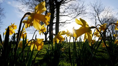 Daffodils, an early arrival in the flower world, bloom in the Arboretum in Nottingham, England.