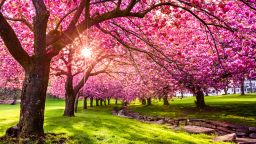 Cherry tree blossom explosion in Hurd Park, Dover, New Jersey.