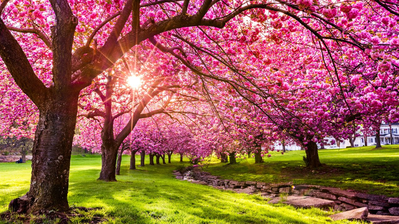Cherry tree blossom explosion in Hurd Park, Dover, New Jersey.