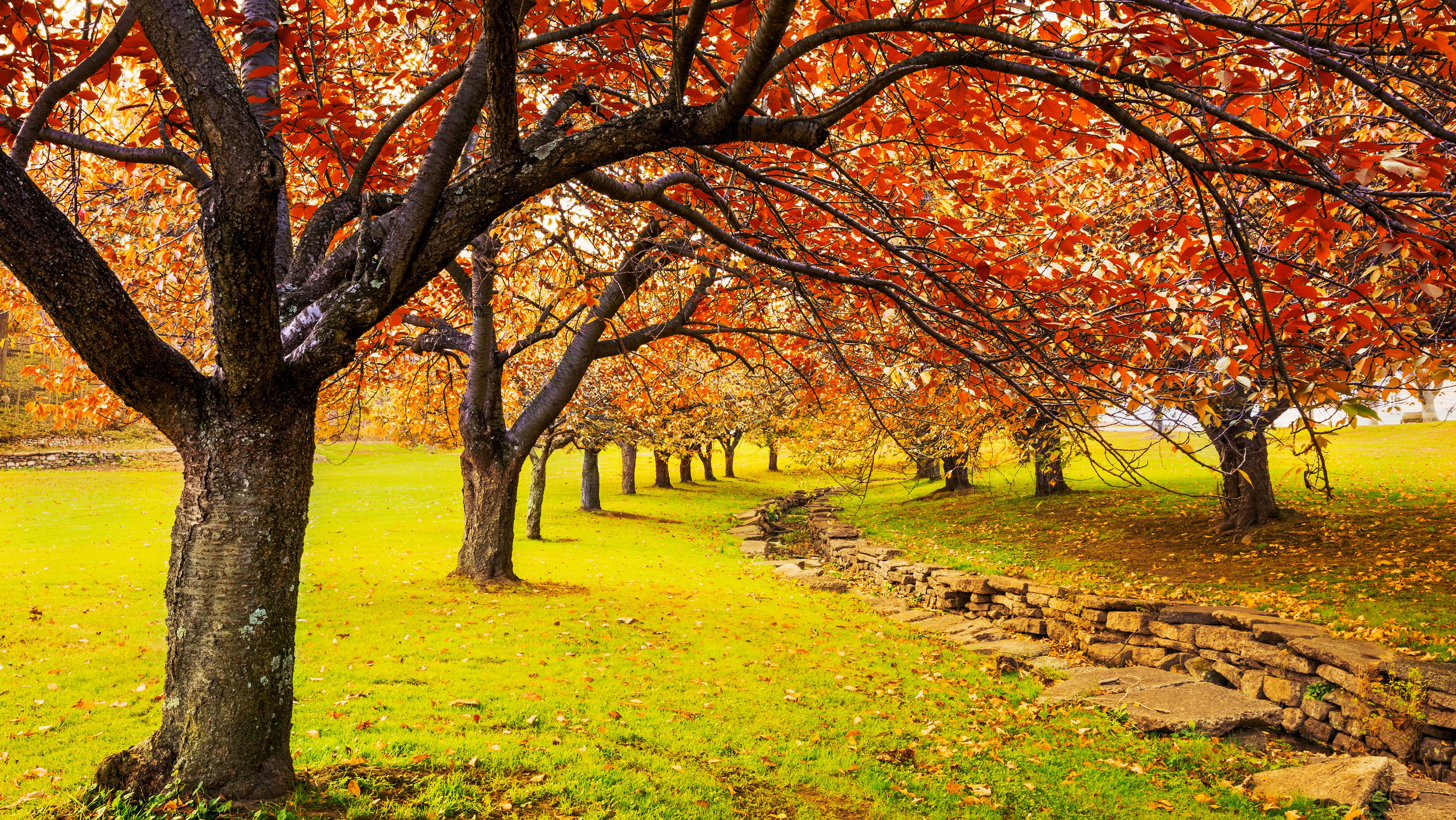 Mùa thu là mùa của sự thi vị, sự đổi màu của thiên nhiên. Hình ảnh về những cánh cây đổi màu tuyệt đẹp, những cơn gió se lạnh, những chiếc lá rơi về đất sẽ đem lại cho bạn cảm giác ấm áp và thư giãn.