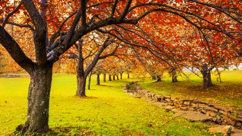 Autumn in Hurd Park, Dover, New Jersey, features fall foliage on cherry trees.