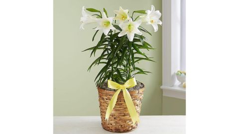 Easter Sentiment Lily Plant