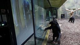 Chimpanzees watch a giant screen inside their enclosure at Dvur Kralove Zoo, where a screen broadcasting fellow apes from Brno zoo has been installed as part of an enrichment project for chimpanzees amid zoo closures due to the coronavirus disease (COVID-19) pandemic, in Dvur Kralove nad Labem, Czech Republic, March 16, 2021. REUTERS/David W Cerny
