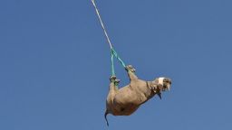 March 2021, Call to Earth Rhino airlift story