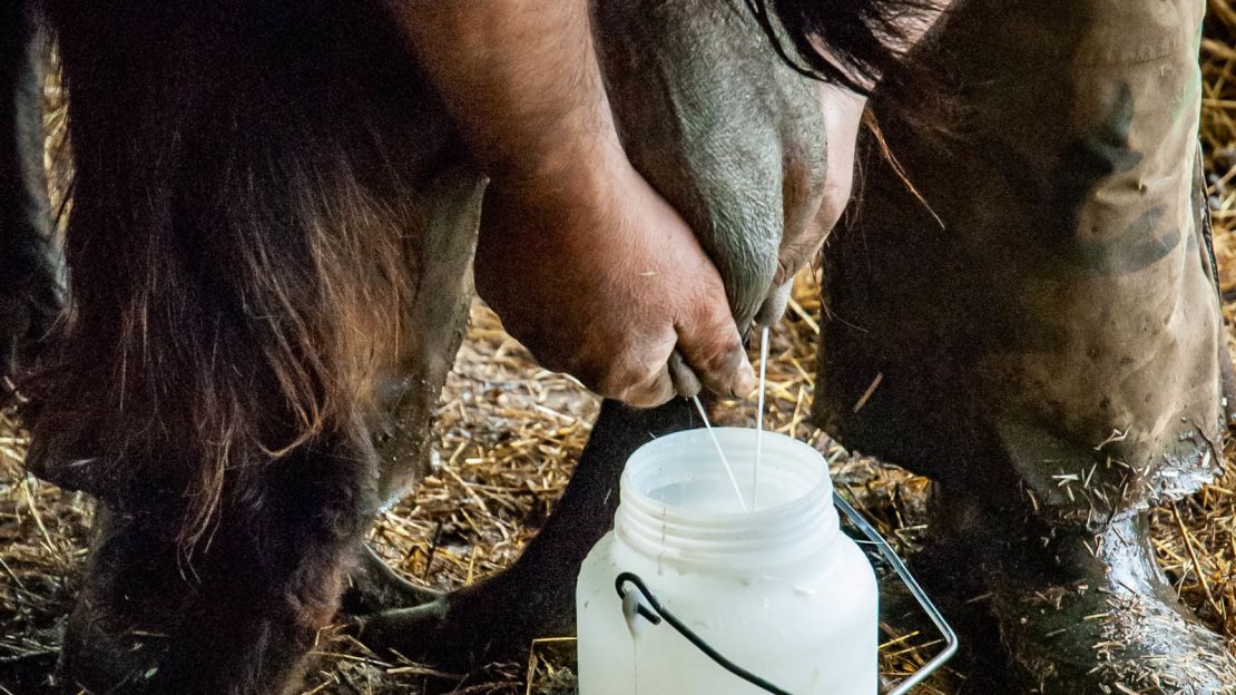 The cheese can only be produced at certain times of year when the sheeps' milk is right.