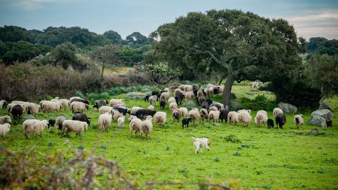 Sardinia's unusual cheese dates back to Roman times. 