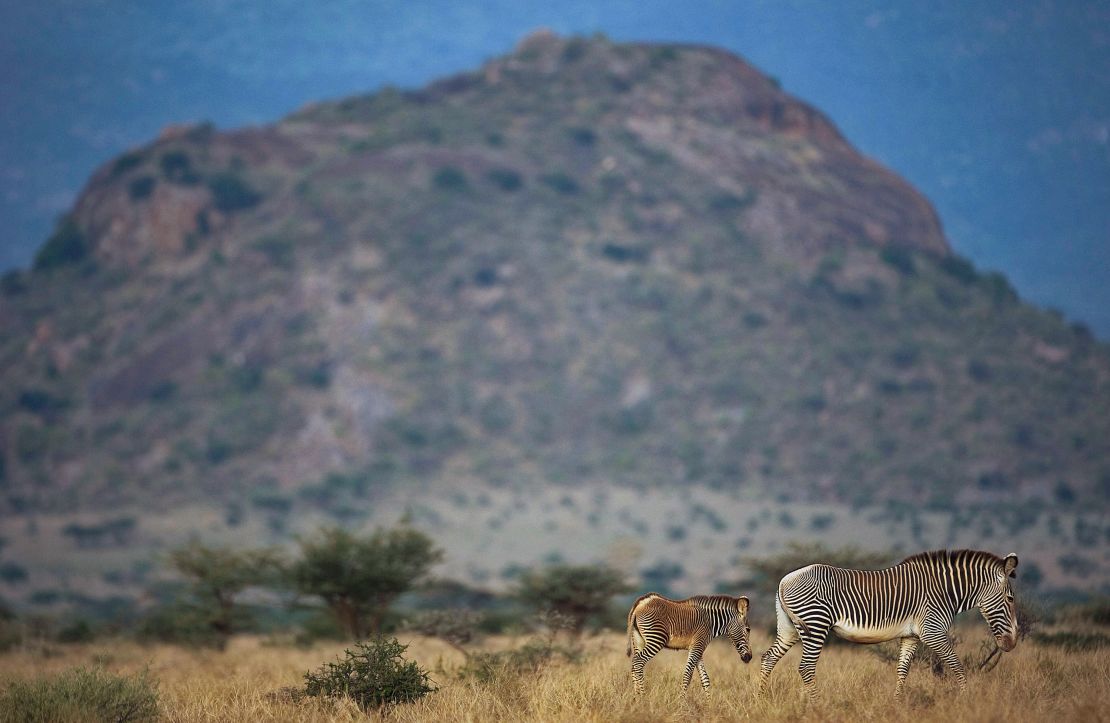 A Grevy's zebra with her foal in Kenya's Samburu National Reserve.