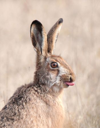 Estonian photographer Cristo Pihlamäe's image of a hare sticking out its tongue won the natural world and wildlife category.