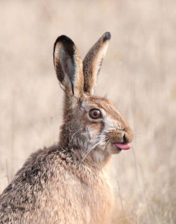 Estonian photographer Cristo Pihlam?e's image of a hare sticking out its tongue won the natural world and wildlife category.