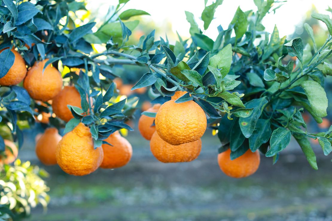 A Sumo Citrus fruit on a tree.