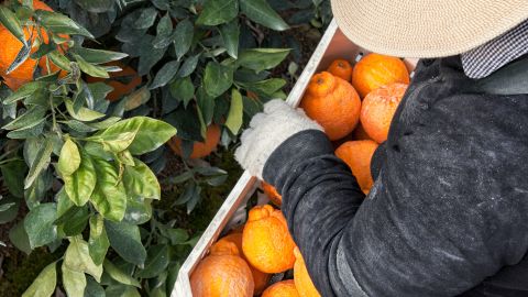 Sumo Citrus mandarins are carefully and meticulously packed. 