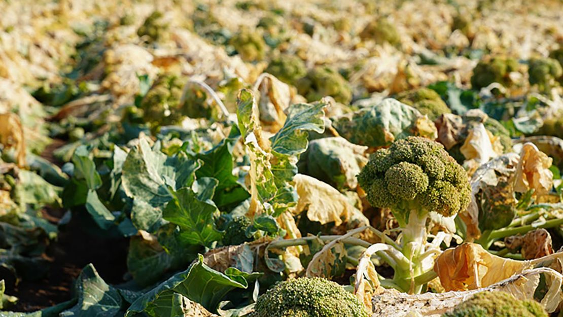 Some broccoli fields at L&L Farms near Uvalde, Texas, were near harvest when the storm hit and are now considered a total loss.