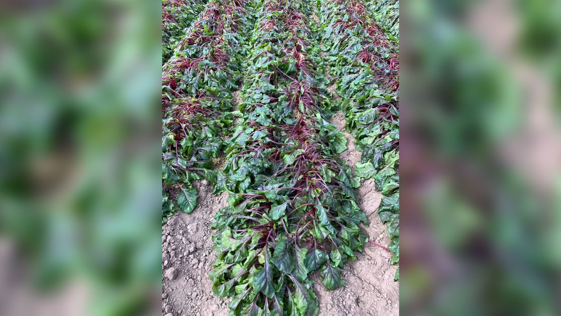 Large fields of red swiss chard, spinach, beets, rainbow swiss and dill in Edinburg, Texas, were lost in the winter storm that hit Texas on February 14, 2021.