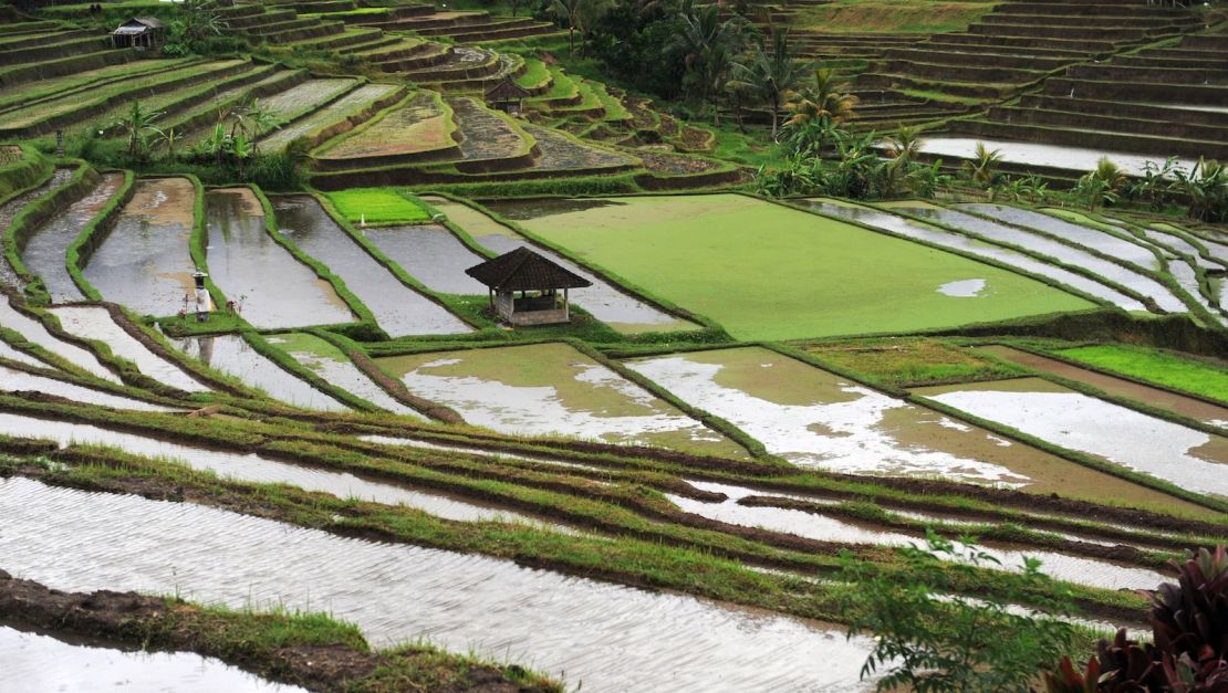 Bali's Tabanan Regency is known for its rice terraces. 