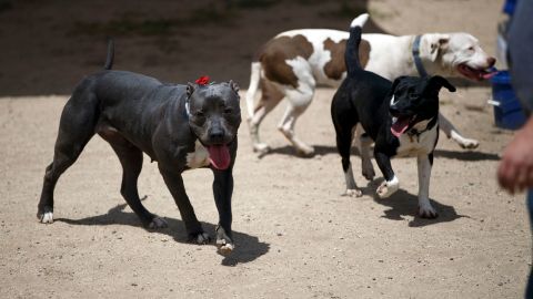 Dogs play in an exercise yard at the Best Friends Animal Society shelter on  April 27, 2017, in Mission Hills, California.