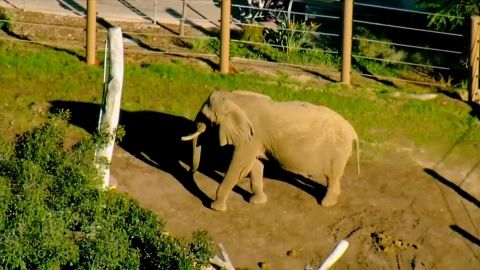 A San Diego Zoo visitor is in jail after climbing inside the elephant enclosure with his 2-year-old daughter