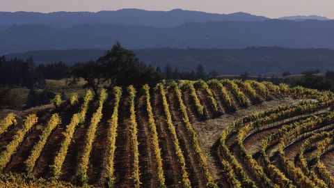 This month, Murphy-Goode wine announced a new position with its team in Sonoma. Not only would the lucky candidate get to move to California -- they'd get to live there rent-free for a year, with a $10,000 monthly paycheck.